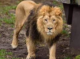 Gwalior Loin News: शेर आया, शेर आया, सर्चिंग ...