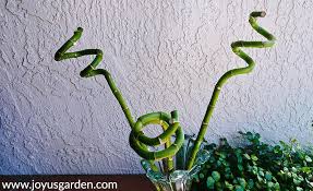 It's a member of the lily family, with the official botanical name dracaena sanderiana. Trimming Lucky Bamboo Pruning Or Cutting Back