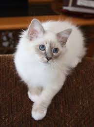 Birman Chats Et Chatons