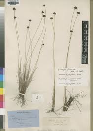 Image result for Bulbostylis scabricaulis