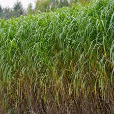 Image result for Miscanthus violaceus