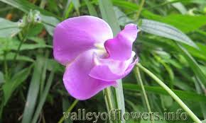 Image result for Vigna vexillata