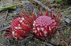 Image result for Englerina woodfordioides