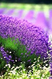 Pin On Garden Ideas