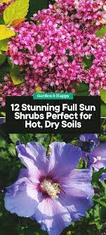 See more ideas about perennials, sun perennials, flowering shrubs. 12 Stunning Full Sun Shrubs Perfect For Hot Dry Soils Full Sun Shrubs Full Sun Perennials Full Sun Landscaping