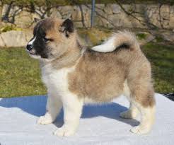 American Akita Puppy Images Goldenacresdogs Com