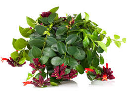 Trova una vasta selezione di piante finte pendenti a prezzi vantaggiosi su ebay. Piante Ricadenti Da Tenere In Casa One Giardinaggio