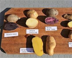 Immagine di Diverse varietà di patate di montagna