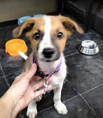 Hey guys, Looking for dog walker around Lipa noi area from 20.12 till 3.1  Anyone interested?