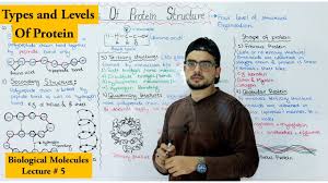 Protein Structure - Primary, Secondary, Tertiary, Quaternary - Geeksforgeeks