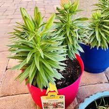 Maybe you would like to learn more about one of these? Lowe S Home Improvement 57 Photos 56 Reviews Hardware Stores 12200 Lake Underhill Road Orlando Fl Phone Number Yelp