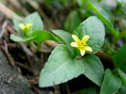 Image result for Calyptocarpus vialis