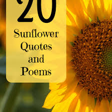 Hippie quotes are fun to read because hippies were cool. 20 Best And Happiest Sunflower Quotes Poems And Sayings Holidappy