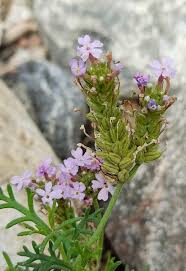 Image result for Verbena aristigera