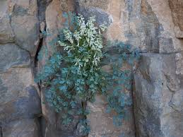 Image result for Corydalis mildbraedii