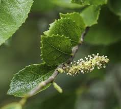 Image result for Streblus