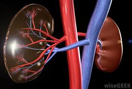 Kidneys normally come in pairs. What Is The Connection Between Liver Failure And Kidney Failure
