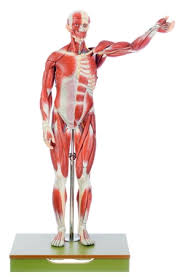When it comes to male and female muscle differences, it turns out that size really does matter. Male Muscle Figure Phywe De