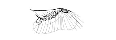 How to draw angel wings in 4 steps with photoshop. Sketchbook Original How To Draw Wings Monika Zagrobelna