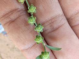 Image result for Phyllanthus mendesii