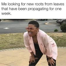 Water Propagation How To Get Plants For Free Part 1 That Planty Life Funny Memes Sarcastic Extremely Funny Memes Lawyer Meme