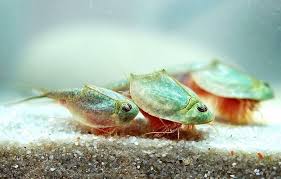 Image result for Tridactyle tricuspis