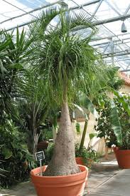 But its toxicity isn't just folklore: Ponytail Palm Guide How To Take Care Of A Ponytail Palm