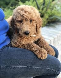 We have customers come from dallas, houston, san antonio and even el paso and every where in between as we are located in central texas and. Goldendoodle Puppy For Sale Adoption Rescue For Sale In Dallas Texas Classified Americanlisted Com