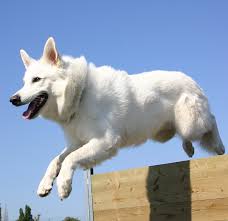White german shepherd puppies for sale. White Shepherd Dog Breed Information And Pictures Petguide