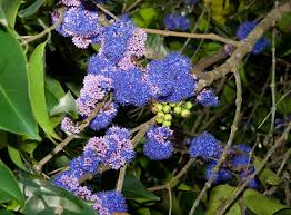 Image result for Memecylon