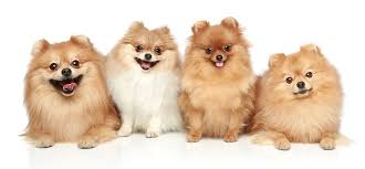 Minimum of 4 dogs earning titles. Pomeranian Haircut Styles Pictures And Diagrams From Expert Groomer