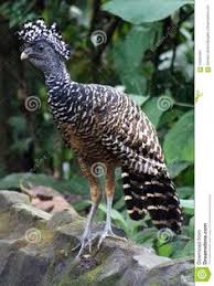 Big Birds That Look Like Turkeys Great Curassow Female Big Bird Like Turkey In Costa Rica Stock Image Image Of Great Habitat 106561901 In 2020 Grosser Vogel