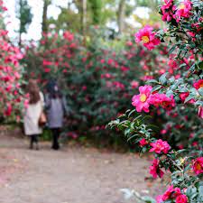 Camellia Flower Festival Now Through January Catch The Splendor Of Jeju S Camellia Flowers At The Hueree Park Camellia Flower Flower Festival Jeju Island