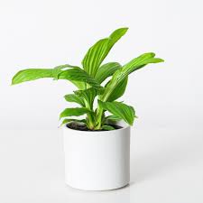 Image result for Plantago palmata