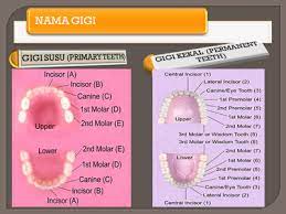 Harga gigi palsu juga dibedakan berdasarkan jenis dan alasan ketiga adalah pergeseran posisi gigi yang mana ini akan menyebabkan gigi menjadi tidak pada posisi semestinya dan bisa berdampak pada. Info Sains Kesihatan Posts Facebook