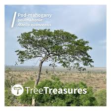 Image result for Erythrophleum lasianthum