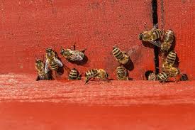 Maybe you would like to learn more about one of these? The Bee Man Has Been Serving Orange County And Southern California Areas For More Than Four Decades Now Whether You Nee Bee Removal Wasp Removal Orange County