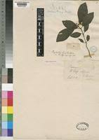 Image result for Psychotria eminiana