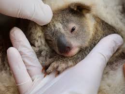 Baby koala baby bottle labels can even fit tommy tippee bottles!! An Australian Wildlife Park Welcomes Its First Baby Koala Of The Year