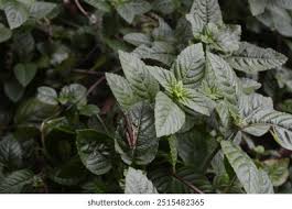 Image result for Platostoma strictum