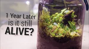 Closed Tropical Terrarium 1 Year Update Terrarium Small Terrarium Tropical Terrariums