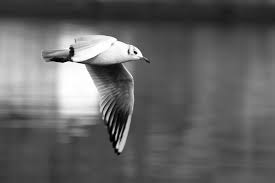 El gran objetivo de juan es volar mejor que nadie. Juan Salvador Gaviota Volar Libre Y Amar Quiahuitzin