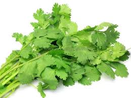 coriander leaves exporters in tamil nadu india by united exports id 3630959 coriander leaves exporters in tamil