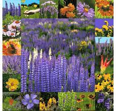 Maybe you would like to learn more about one of these? Native Perennial Wildflower Seed Mix