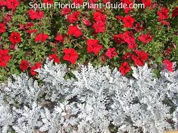 Jan 23, 2020 · shrubs that bloom in summer flower on new wood (produced during the current year's spring season). South Florida Annuals