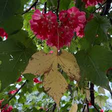 Image result for Dombeya kirkii