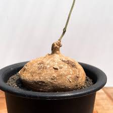 Image result for Raphionacme globosa