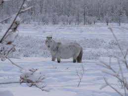 Oymyakon Russia Oymyakon Famous By A Climate That Is Super Cool At The Date January Coldest Place On Earth Coldest Town On Earth Siberia Russia