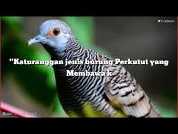 Sebagai pecinta kicau mania, tentu perkutut merupakan nama yang tidak asing. 10 Katuranggan Jenis Perkutut Membawa Keberuntungan Youtube