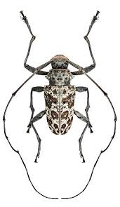 Black And Yellow Longhorn Beetle Uk Latisternum Macropus Longhorn Beetle Bugs And Insects Beautiful Bugs
